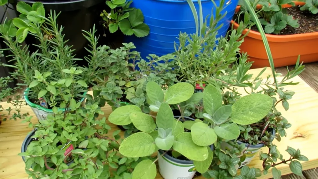 balcony herbs losing smell or flavour - in pots