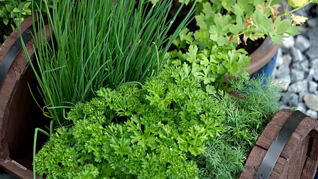 balcony herbs losing smell or flavour - potted