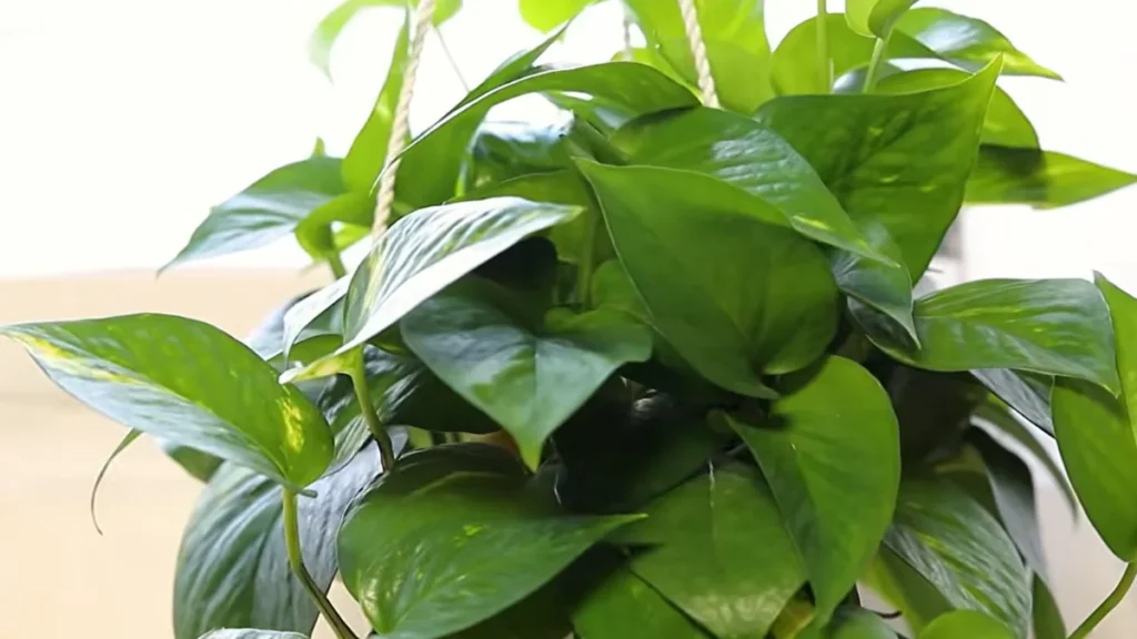 plants for balconies with limited space and light - jade pothos
