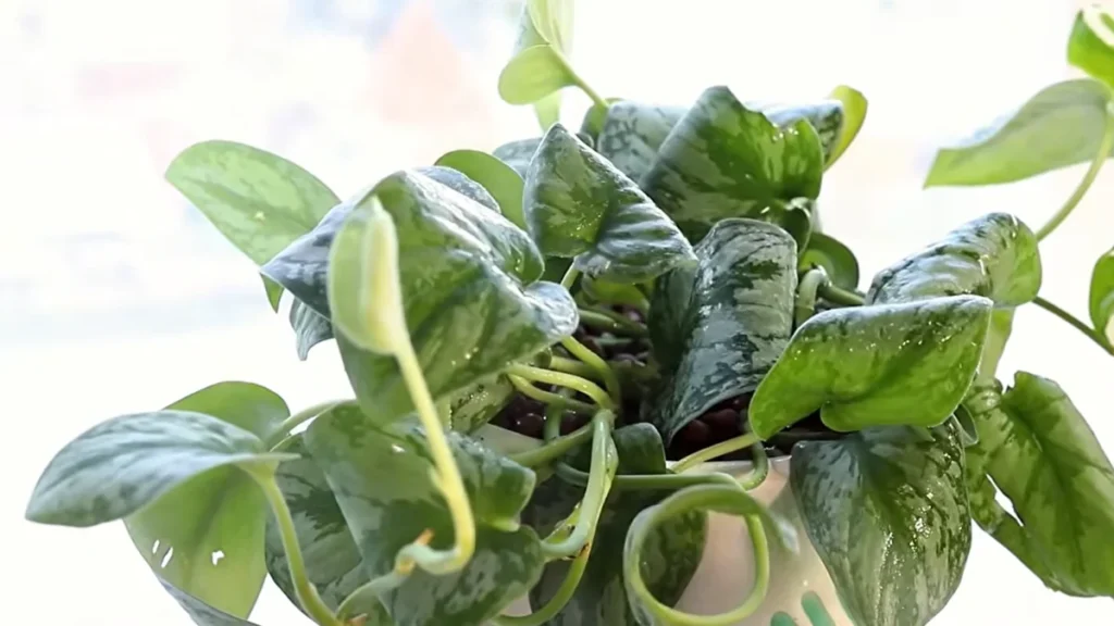 plants for balconies with limited space and light - pothos