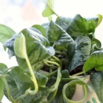 plants for balconies with limited space and light - pothos