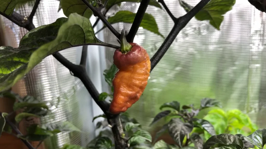 plants grow well in a semi-enclosed balcony - chilli