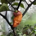 plants grow well in a semi-enclosed balcony - chilli