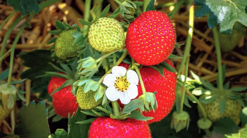 plants grow well in a semi-enclosed balcony - strawberry