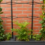 Best plants for covered balconies with light