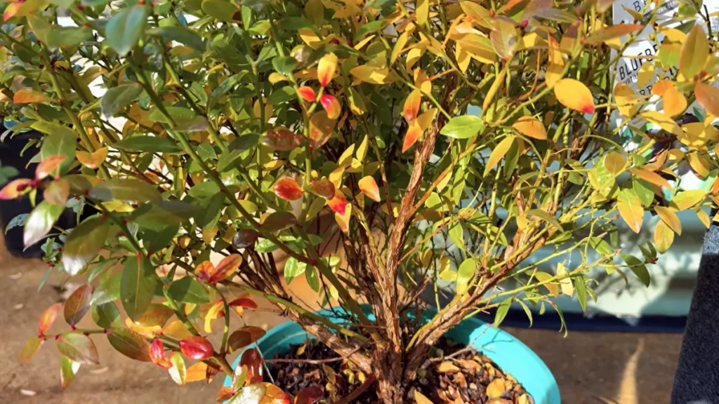 Can I Grow a Blueberry Bush on My Balcony - in pot