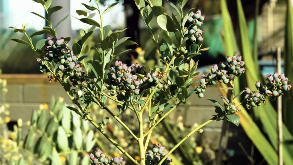 Can I Grow a Blueberry Bush on My Balcony - with fruits
