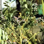 Can I Grow a Blueberry Bush on My Balcony - with fruits
