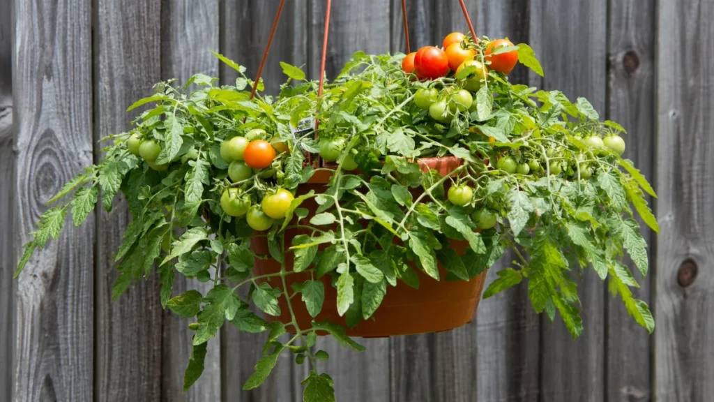 Can you grow tomatoes in hanging balcony baskets