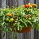 Can you grow tomatoes in hanging balcony baskets