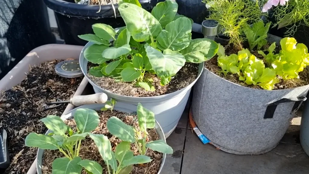 How to Organise Pots for Maximum Sunlight - balcony