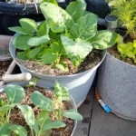 How to Organise Pots for Maximum Sunlight - balcony
