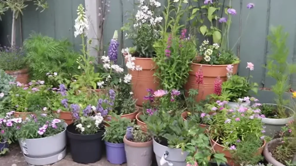 How to Organise Pots for Maximum Sunlight - direct