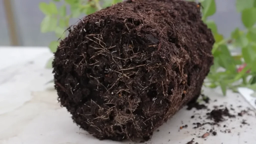 How to Stop Ants From Getting into Plant Pots - demo