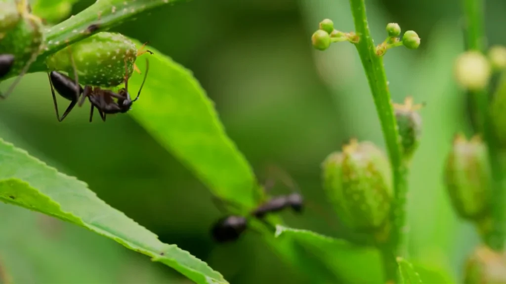 How to Stop Ants From Getting into Plant Pots - spotted