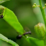 How to Stop Ants From Getting into Plant Pots - spotted