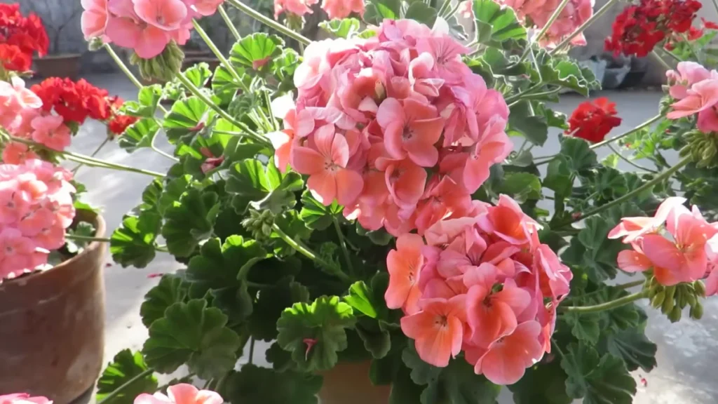 Plants for Balconies With Dry Air Conditions - geraniums