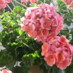 Plants for Balconies With Dry Air Conditions - geraniums
