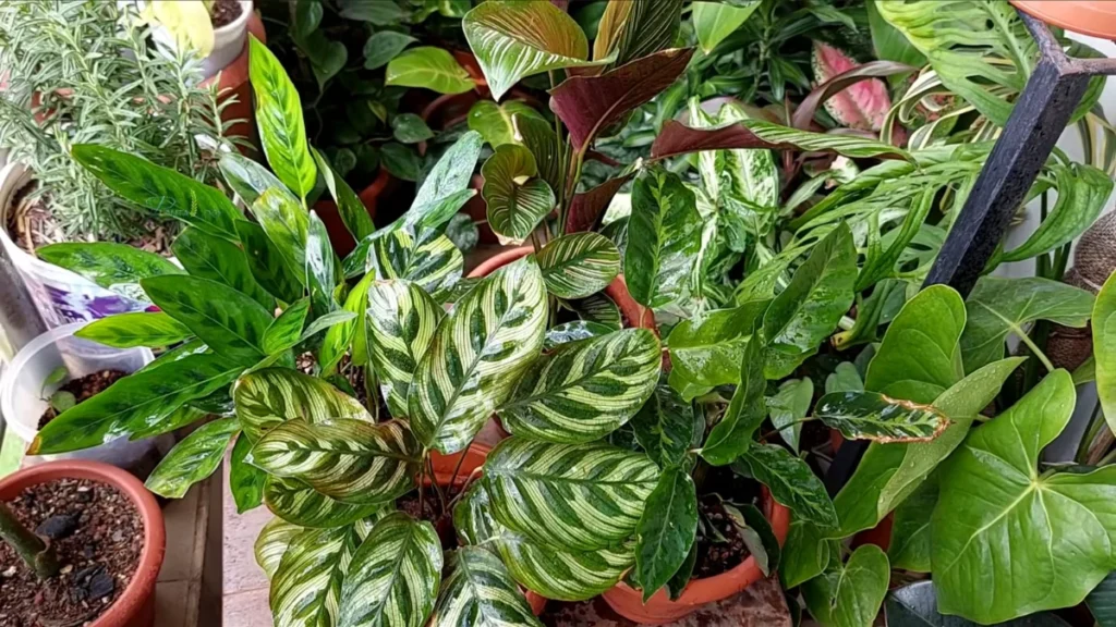 Plants for Balconies With Dry Air Conditions - thick leaves