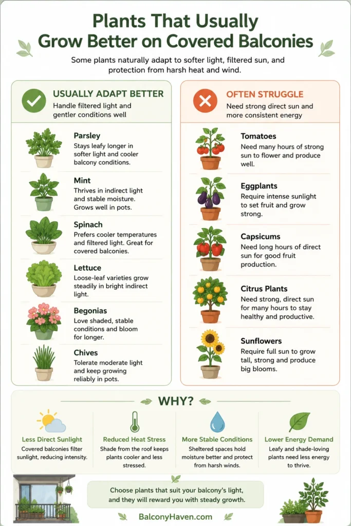 Plants for covered balconies guide - Best plants for covered balconies with light