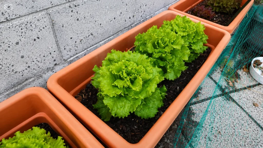 best soil depth for balcony vegetable pots - featured