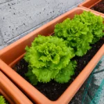 best soil depth for balcony vegetable pots - featured