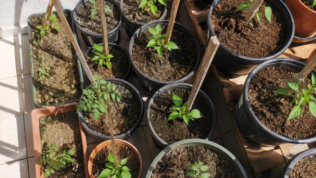 how to loosen compacted soil in pots naturally - in different pots