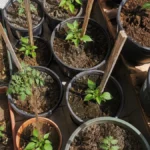 how to loosen compacted soil in pots naturally - in different pots