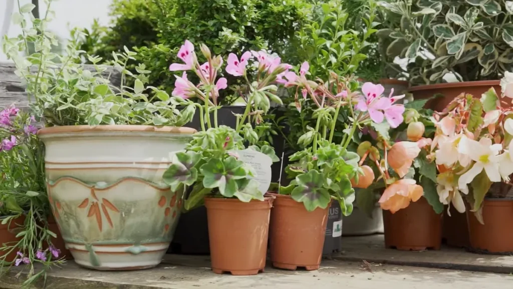 how to loosen compacted soil in pots naturally - up potting