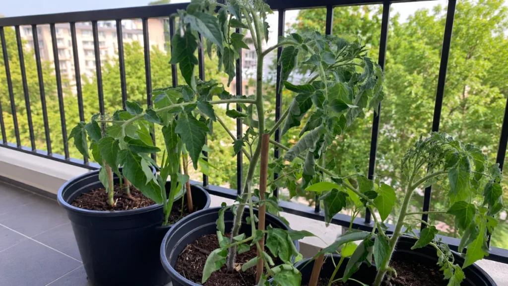 Balcony Plants Wilting Even with Wet Soil