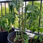 Balcony Plants Wilting Even with Wet Soil