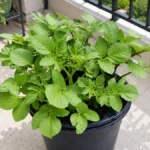 Can Potatoes Grow Successfully in Balcony Buckets