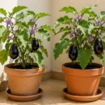 What Plants Grow Best on Balconies That Get Reflected Heat
