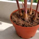 Why Are My Balcony Plants Drying Out Overnight - featured