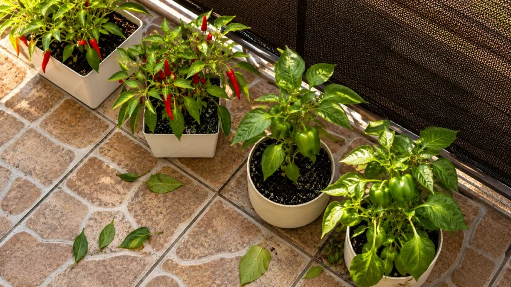 Why Leaves Falling off Balcony Plants Suddenly
