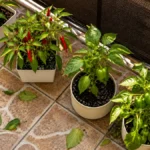 Why Leaves Falling off Balcony Plants Suddenly