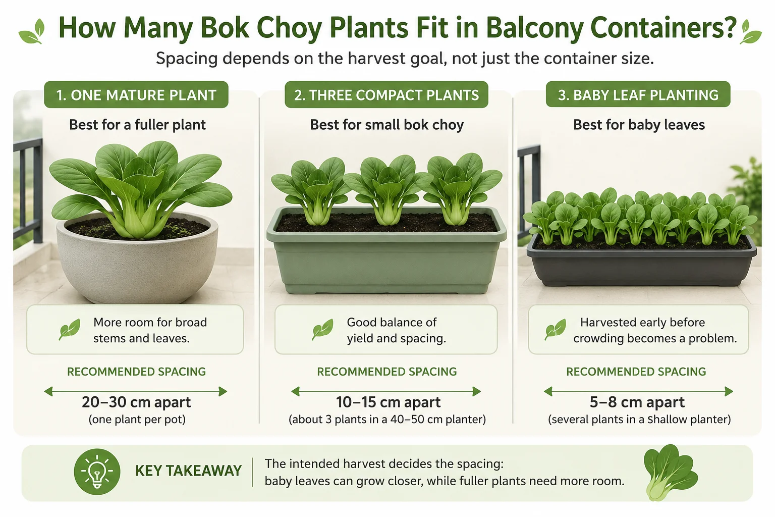 How many bok choy plants fit in different balcony containers