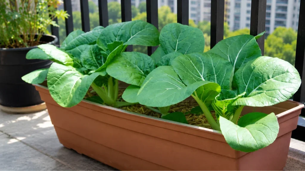 Can Bok Choy Grow Successfully on a Balcony