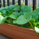 Can Bok Choy Grow Successfully on a Balcony