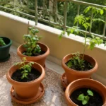 How to Choose Pots for Balcony Gardening