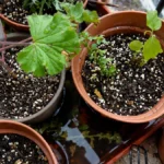 What Mistakes Should I Avoid in Balcony Gardening